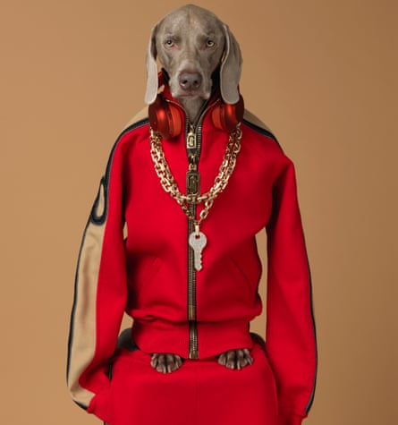 A Weimaraner dressed in a bright red track suit top with a thick gold chain around his neck. The sleeves hang by his side, his feet pock out of the bottom. He's on a red plinth, suggesting the track suit bottoms. Qey, William Wegman, 2017, pigment print.