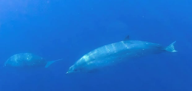 A beaked whale in the waters off the west coast of Mexico. Data on beaked whales is so poor that it has not been possible to assess how vulnerable they really are.