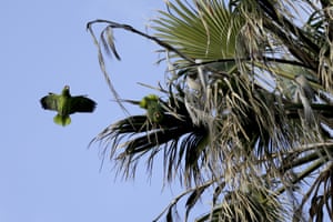 Parrots in a San Diego, US. Researchers studying the Mexico’s red-crowned parrot – a species that has been adapting so well to living in cities in California and Texas after escaping from the pet trade that the population may now rival that in its native country.