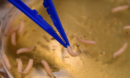 The Healing Properties of Maggot Vomit: These little creatures are our BFF.  - The Mayer Institute – Hamilton Ontario