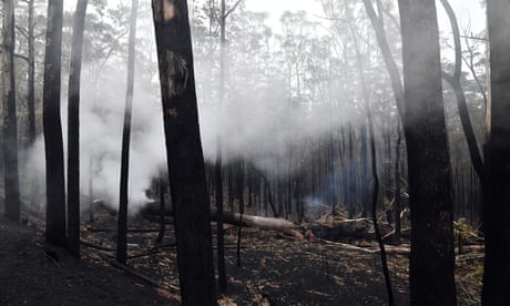 Smouldering trees following bushfires in Nowra, New South Wales, Australia in January 2020