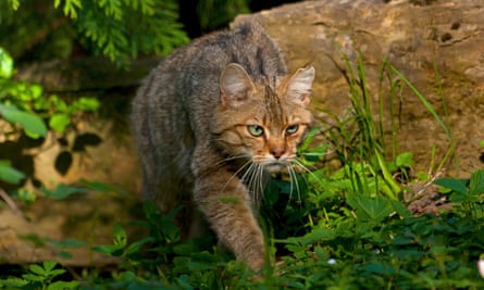 A wildcat sneaking on the prowl.