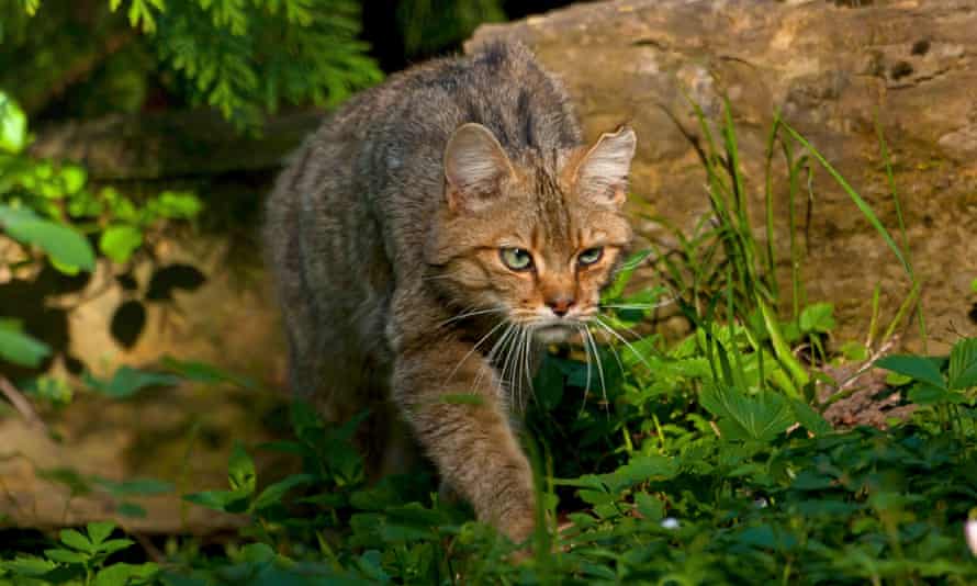 A European wildcat