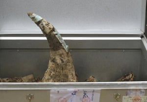 A confiscated rhino horn in Hanoi, Vietnam, where authorities destroyed more than two tonnes of ivory and rhino horns on 12 November