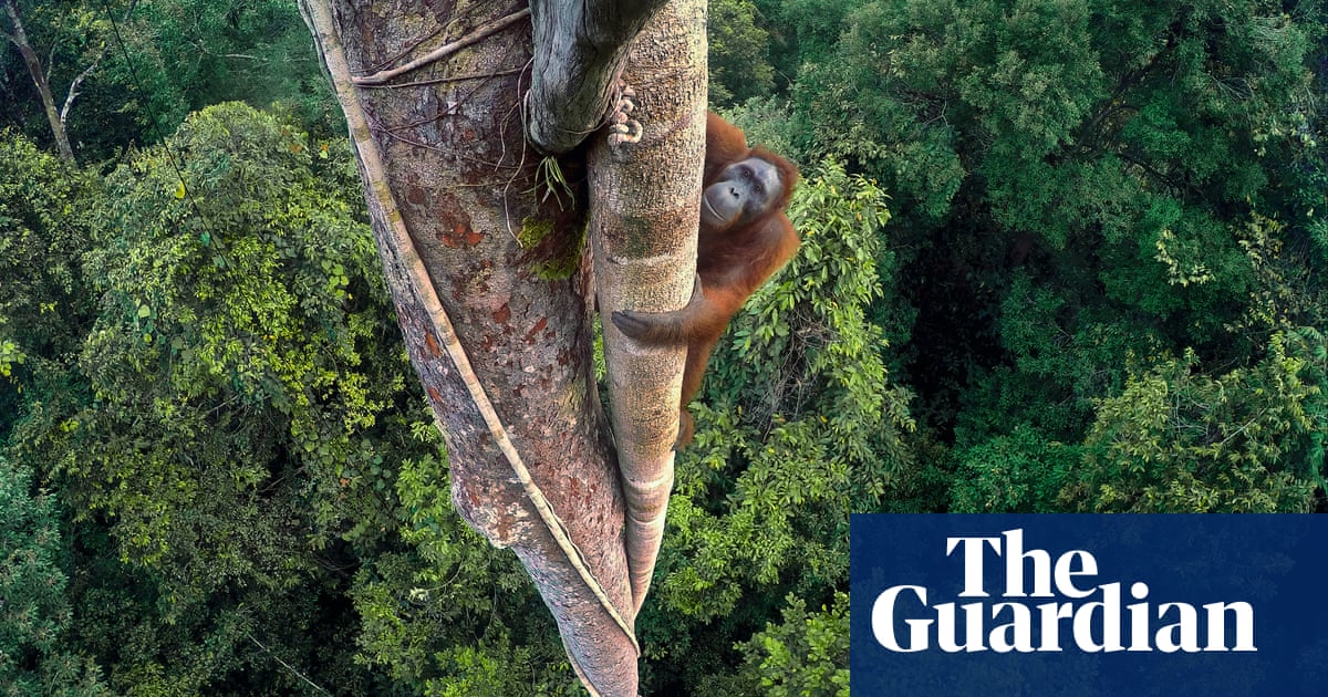 Un orangután de Borneo en una valiente búsqueda de higos: la mejor fotografía de Tim Laman | Fotografía Un orangután de Borneo en una valiente búsqueda de higos: la mejor fotografía de Tim Laman | Fotografía