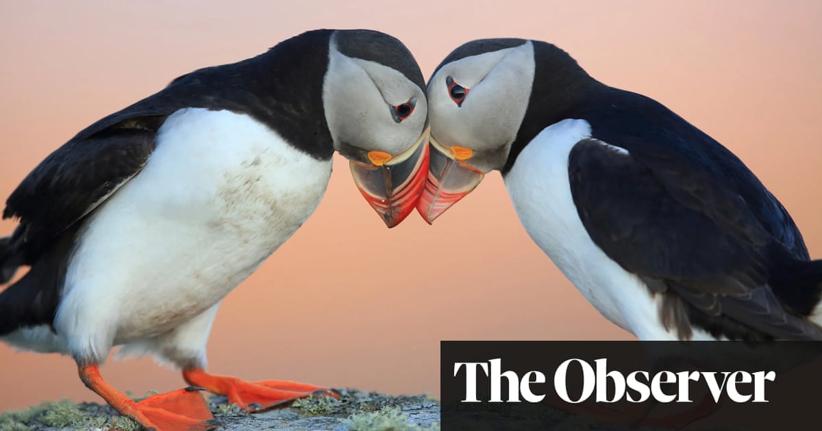 ‘It’s a monster task’: can culling ferrets and rats save one of the UK’s largest seabird colonies? | Birds ‘It’s a monster task’: can culling ferrets and rats save one of the UK’s largest seabird colonies? | Birds