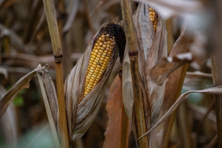A desiccated ear of corn in a brown husk on a stalk in a field.