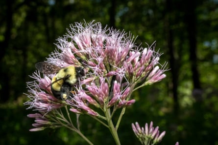 A bee crawls on a purple flower.