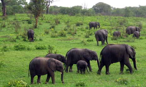 Wildlife authorities in Zimbabwe claim the country has too many elephants and that their sale raises funds for comnservation.