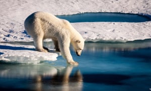 Polar bear tries its weight on thin sea ice