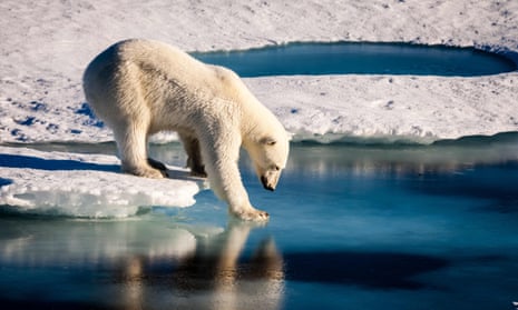 Polar bear tries its weight on thin sea ice