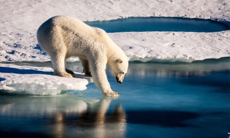A polar bear testing the strength of thin sea ice in the Arctic