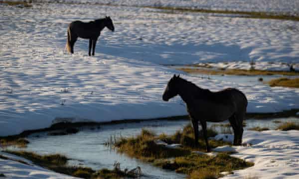Victoria To Resume Culling Brumbies In Alpine National Parks After Court Ruling Invasive Species The Guardian