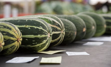 A row of large marrows on a judging table