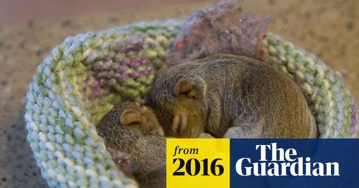 How Do Squirrels Survive Hurricanes: Amazing Survival Tactics Revealed