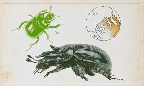 The minotaur beetle – a down-to-earth devourer of dung