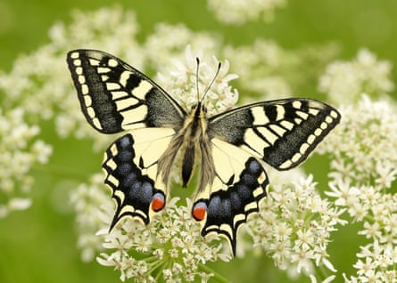 A swallowtail butterfly