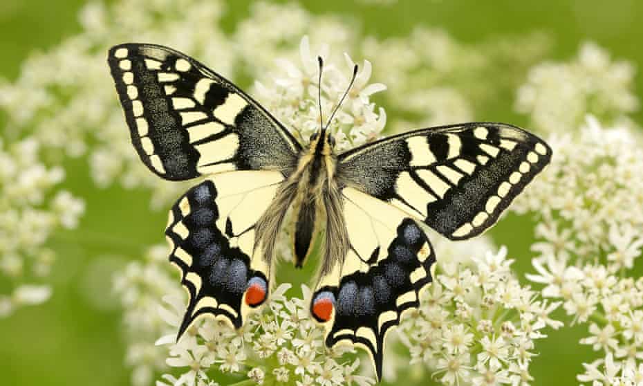 A British swallowtail butterfly. 