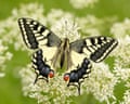 A British swallowtail butterfly resting on a flower