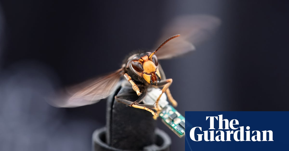 Post-it notes and tiny trackers: behind the race to stop Asian hornets thriving in the UK