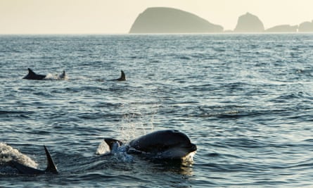 Dolphins swim in the water with islands in the background