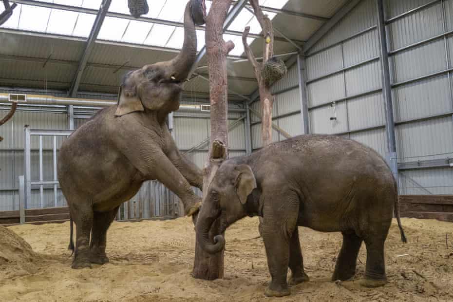 Asian elephants at Whipsnade.