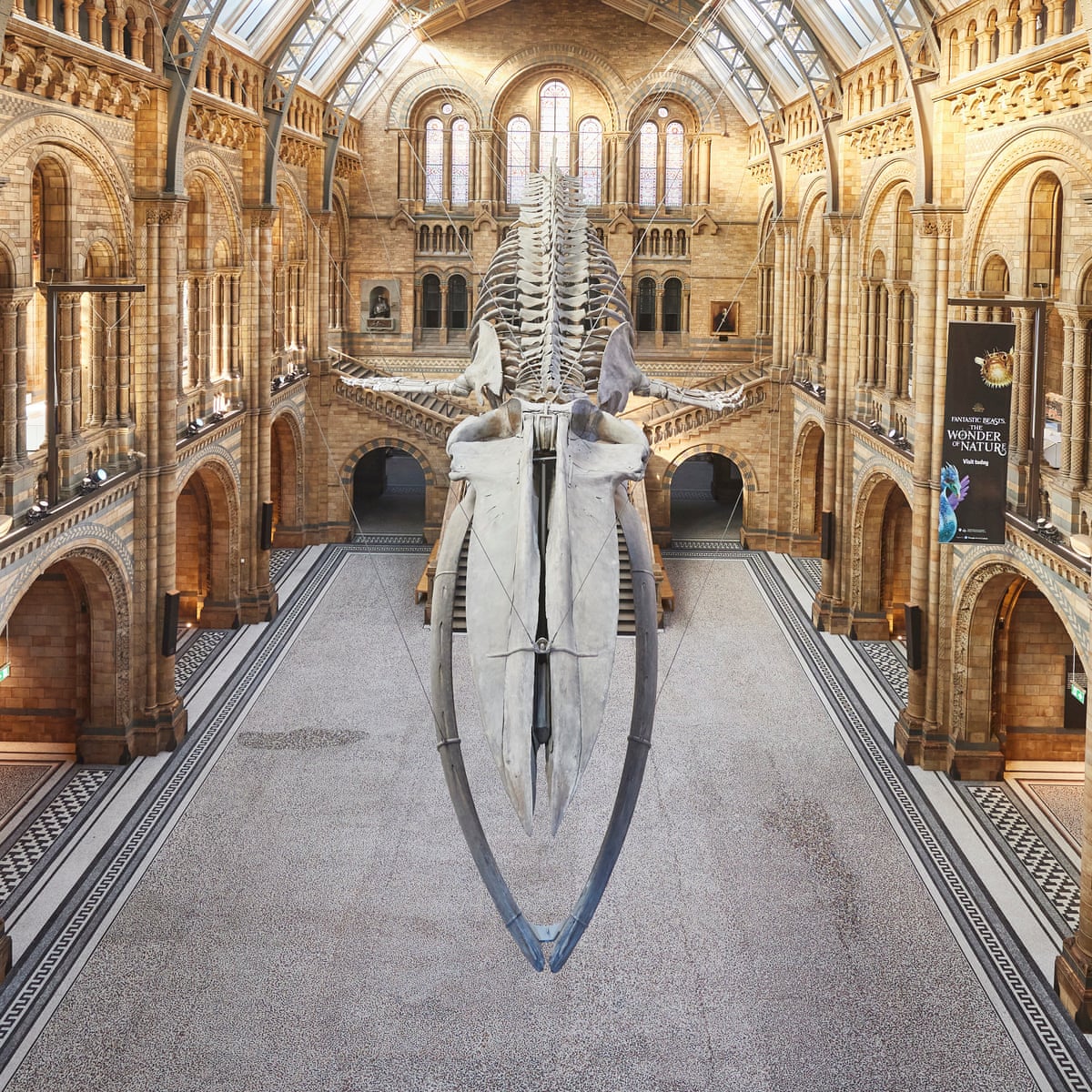 No visitors but teeming with life: what's going on inside the Natural History Museum? | Natural History Museum | The Guardian