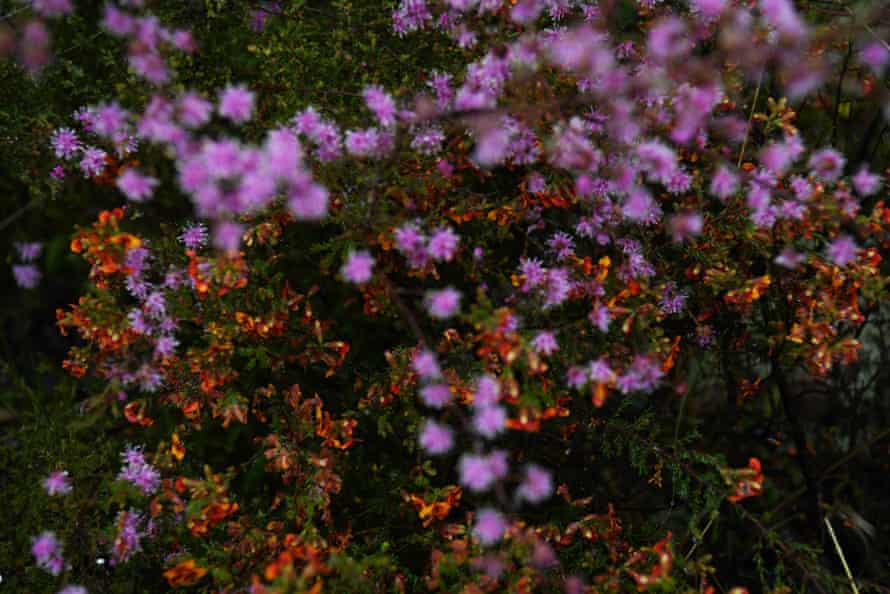 Kunzea Pavifolia or commonly knows as Violet Kunzea.