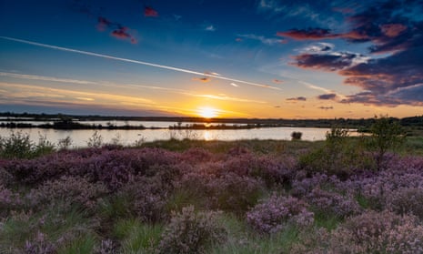 Sunset with clouds over water in the distance and flowered bushes on Hatfield Moors