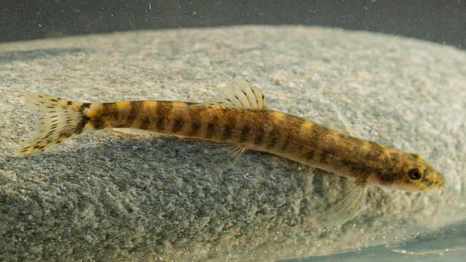 A tiny yellow-and-brown striped Batman River loach.