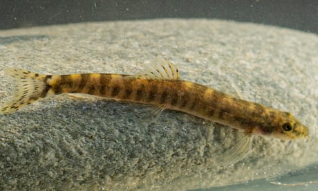 A tiny yellow-and-brown striped Batman River loach.