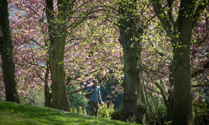 Местный парк