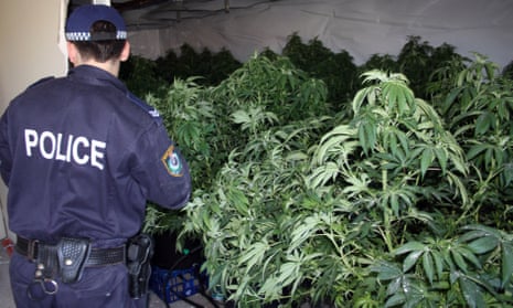 Supplied photo of a hydroponic cannabis set-up with an estimated potential street value of $60,000, at a house on North Liverpool Road in Sydney’s southwest on Friday, May 18, 2012. Police are continuing inquiries after uncovering the house operating next door to a childcare centre. (AAP Image/NSW Police) NO ARCHIVING, EDITORIAL USE ONLY