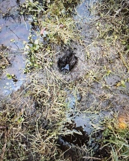 A potential footprint found in June.