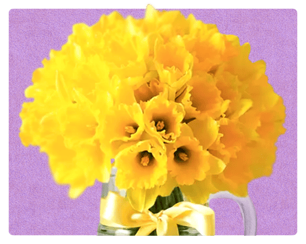 Daffodils from Appleyard flowers