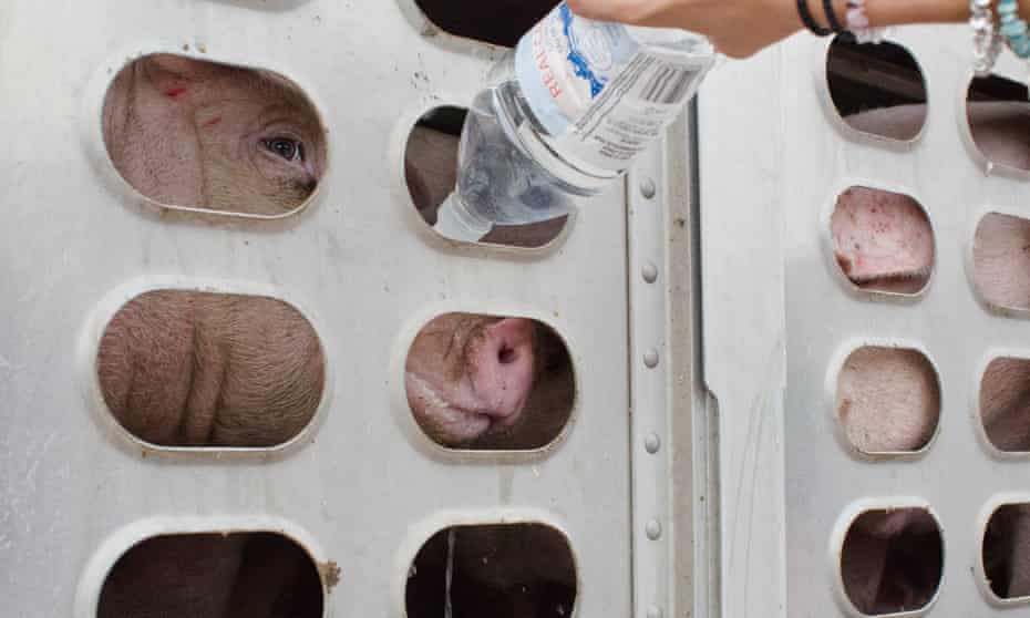pigs in truck offered water