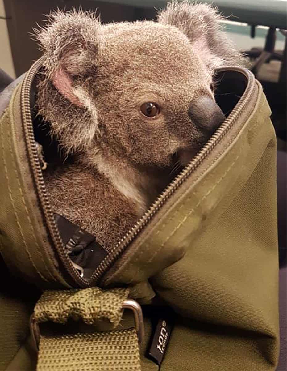 The koala in the bag