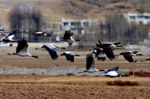 Guindastes de pescoço preto voando em uma reserva natural nacional no condado de Linzhou, em Lhasa, capital da Região Autônoma do Tibete, sudoeste da China