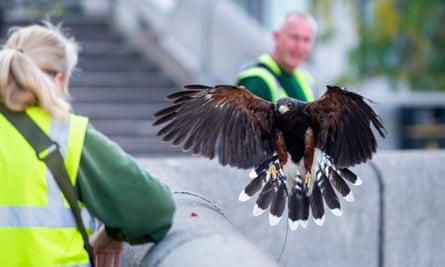 A hawk at the Hayward Gallery, London, acts as a deterrent to pigeons