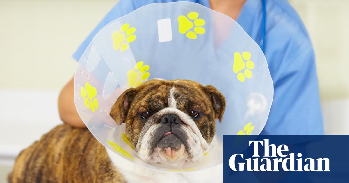 Vets could be made to cap prescription prices after UK watchdog investigation