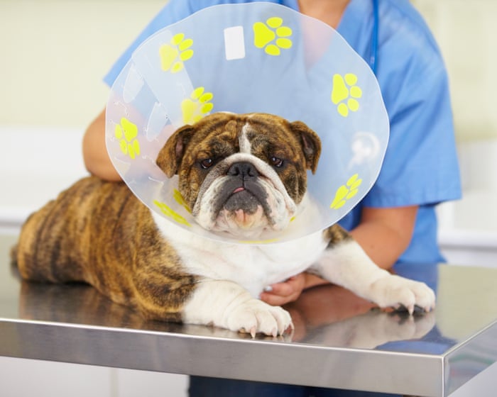 Vets could be made to cap prescription prices after UK watchdog investigation