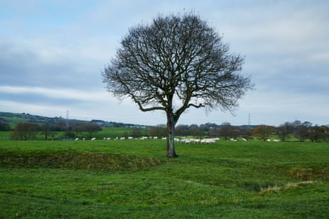 Oak tree at Greenmount. Christopher Thomond for The Guardian.