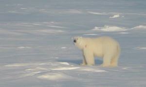 a polar bear standing on sea ice