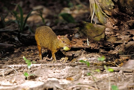 A red-rumped agouti feeding on a palm fruit on the forest floor.