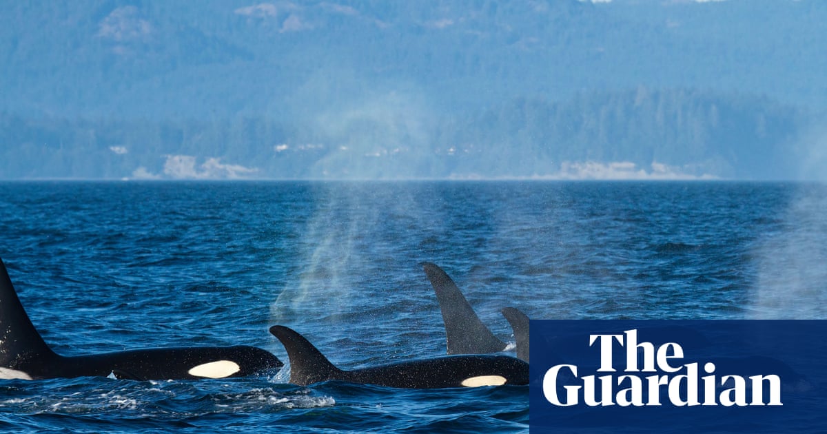 Killers confronted: humpback whale turns on orca pod in rare encounter