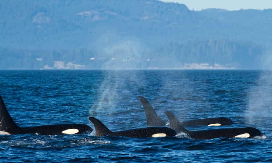 A pod of orcas (killer whales) swims in the Salish Sea. Tourists in a whale-watching boat witnessed the encounter between the humpback known as Valiant and a pod of orcas.