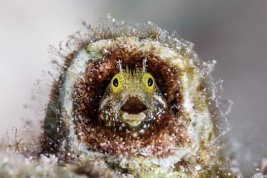 Underwater Blenny, open-mouthed in a tube in a reef in Curaçao