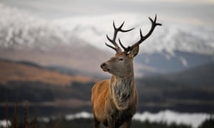 A red deer stag near Glencoe, Scotland