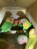Green-cheeked conures held in cramped conditions