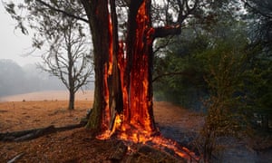 Tree on fire, Australia